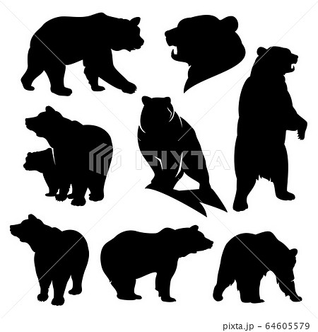 Grizzly Bear Detailed Black And White Vector のイラスト素材