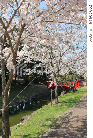 桜満開の琴弾公園、琴柱池 64605602