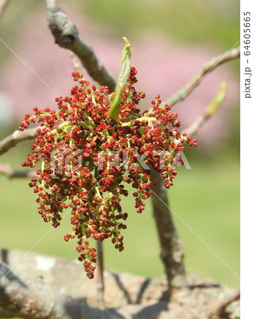 楷（かい）の木の花 64605665