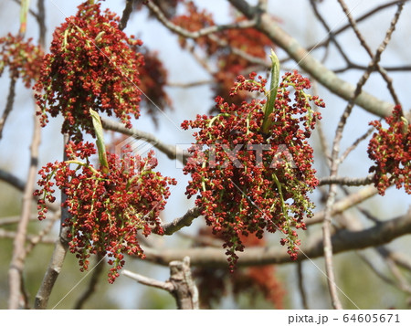 楷(かい)の木の花 楷(かい)の木の花 64605671