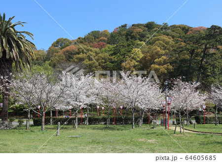 琴弾公園の桜 64605685
