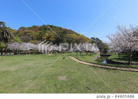 琴弾山と琴弾公園の桜 琴弾山と琴弾公園の桜 64605686