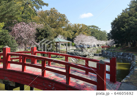 桜咲く琴弾公園、琴柱池 64605692