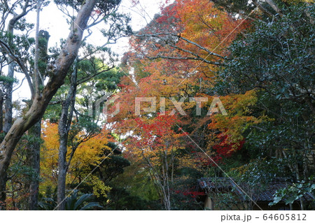 紅葉の臥龍山荘 紅葉の臥龍山荘 64605812