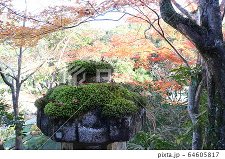 紅葉の臥龍山荘 紅葉の臥龍山荘 64605817