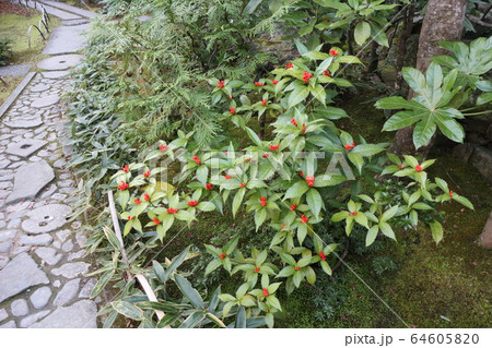 紅葉の臥龍山荘 64605820