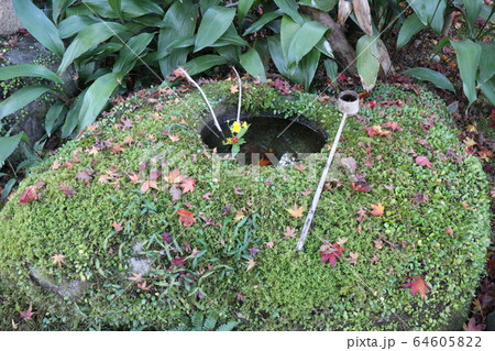 紅葉の臥龍山荘 紅葉の臥龍山荘 64605822