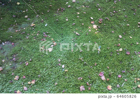 紅葉の臥龍山荘 紅葉の臥龍山荘 64605826