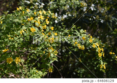 ヤマブキの花 64606129