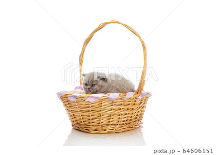 Lop-eared British kitten sitting in a basket on a white background. Lop-eared British kitten sitting in a basket on a white background. 64606151