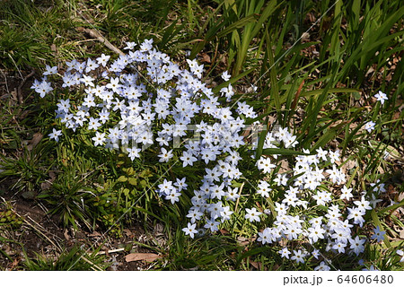 ハナニラ 64606480