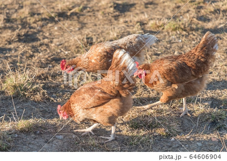 Brown chickens live outdoors at bio poultry farm Brown chickens live outdoors at bio poultry farm 64606904