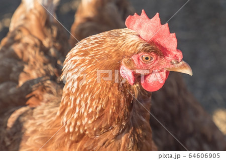 Sunny chicken outdoors at bio poultry farm sun 64606905