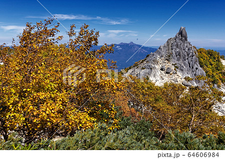 鳳凰三山・地蔵岳とダケカンバの黄葉 64606984