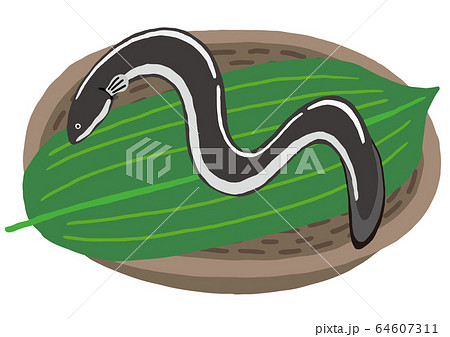 ざるに盛られたうなぎ 64607311