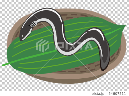 ざるに盛られたうなぎ 64607311