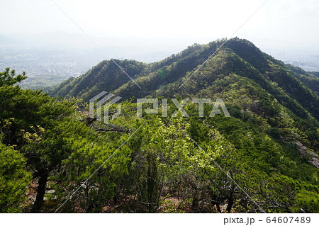 ボヒョンボン 尾根 ツツジの花 64607489