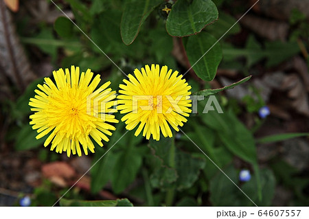 タンポポ 花 花びら 64607557