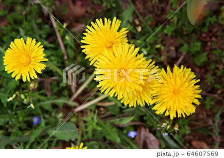 タンポポ 花 花びらの写真素材