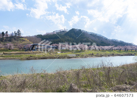 船岡城址公園　一目千本桜　桜　春　満開 64607573