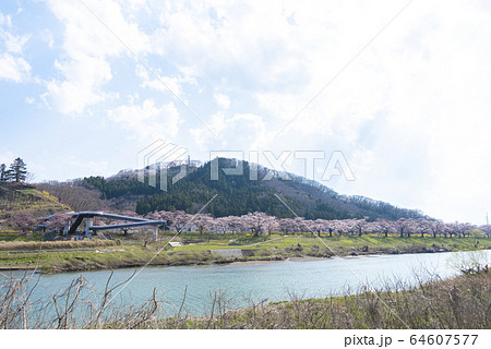 船岡城址公園　一目千本桜　桜　春　満開 64607577