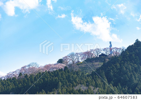 船岡城址公園　一目千本桜　桜　春　満開 64607583
