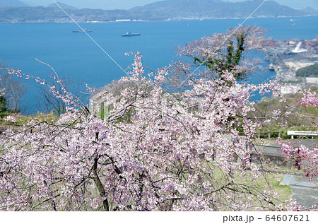 音戸の瀬戸公園の桜と呉湾の景色 音戸の瀬戸公園の桜と呉湾の景色 64607621