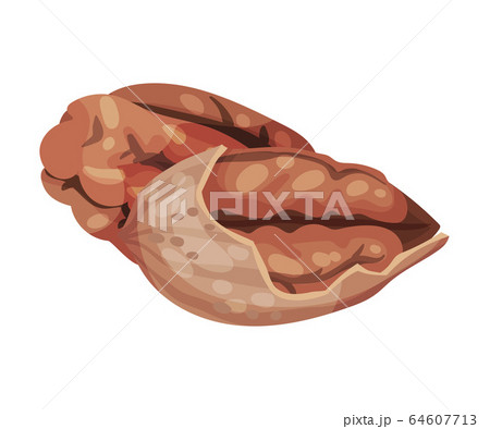 Pecan Nut Kernel with Cracked Shell Isolated on White Background Vector Illustration 64607713