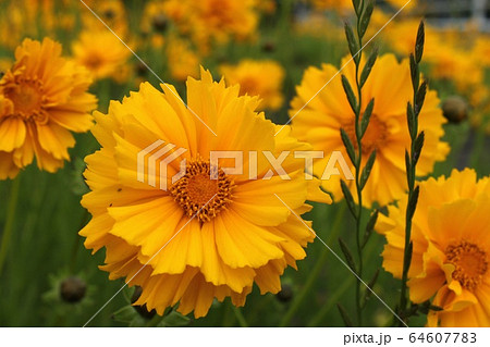 大金鶏菊 大金鶏菊 64607783