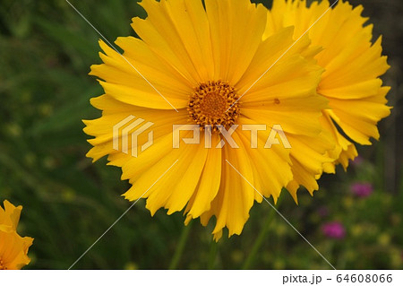 大金鶏菊 64608066