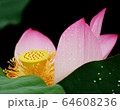 花びら ピンク 黄色い 64608236