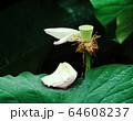 緑 緑色 新鮮 64608237