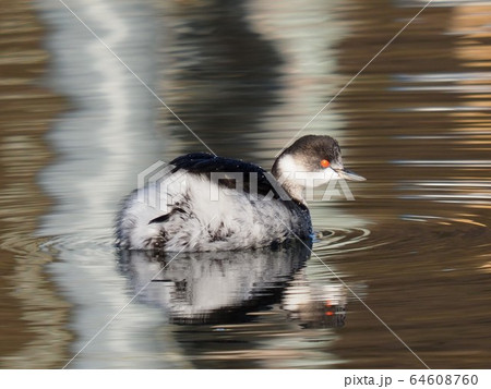 ハジロカイツブリ 64608760