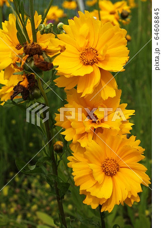 大金鶏菊 大金鶏菊 64608845