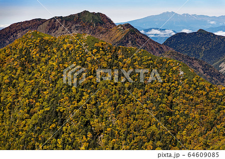 鳳凰三山・観音岳から見る紅葉の早川尾根と乗鞍岳 64609085