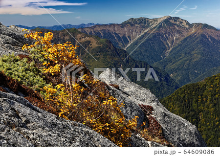 南アルプス・鳳凰山のダケカンバの黄葉と仙丈ヶ岳 64609086