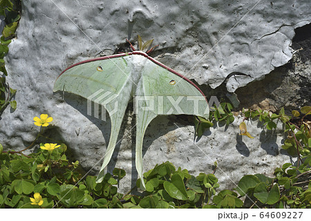 蛾 ガ が 64609227