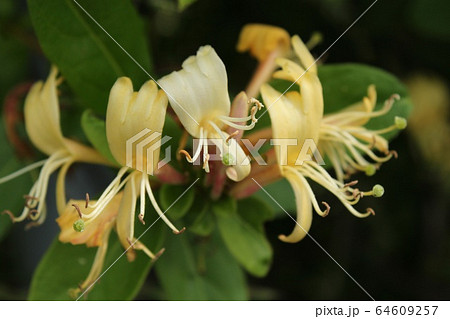 すいかずら 64609257