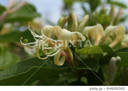 すいかずら すいかずら 64609260