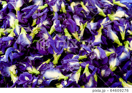 Beautiful vibrant Butterfly pea flower close up 64609276
