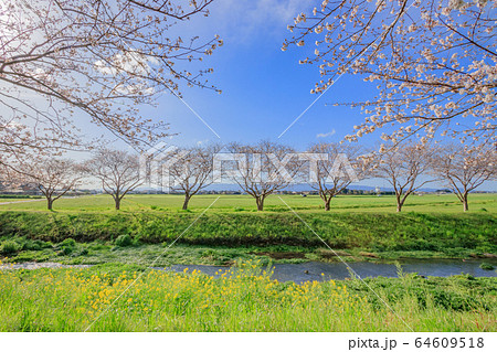 草場川の桜並木 福岡県朝倉郡 草場川の桜並木 福岡県朝倉郡 64609518