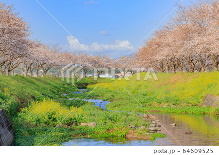 草場川の桜並木　福岡県朝倉郡 64609525