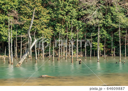 蒼霧鯉池　一ノ俣桜公園　山口県下関市 64609887