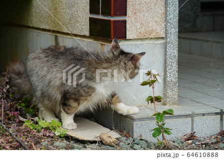 猫・野良猫・サバ白トビ柄・マキちゃん・妊婦さん・四月・雨・花冷え・震える 猫・野良猫・サバ白トビ柄・マキちゃん・妊婦さん・四月・雨・花冷え・震える 64610888