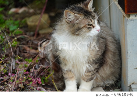 猫・野良猫・サバ白トビ柄・マキちゃん・妊婦さん・四月・雨・花冷え・震える 猫・野良猫・サバ白トビ柄・マキちゃん・妊婦さん・四月・雨・花冷え・震える 64610946