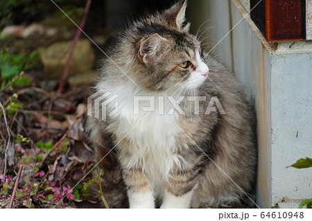 猫・野良猫・サバ白トビ柄・マキちゃん・妊婦さん・四月・雨・花冷え・震える 64610948