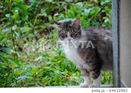 猫・野良猫・サバ白トビ柄・マキちゃん・妊婦さん・四月・雨・花冷え・震える 猫・野良猫・サバ白トビ柄・マキちゃん・妊婦さん・四月・雨・花冷え・震える 64610962