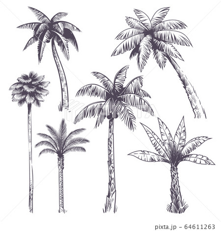 hand drawn illustration of coconut tree sketch of palm tree Stock Vector   Adobe Stock