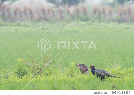雨の夫婦キジ 64611304