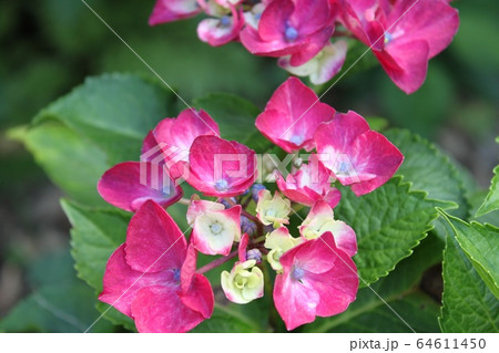 紫陽花 紫陽花 64611450